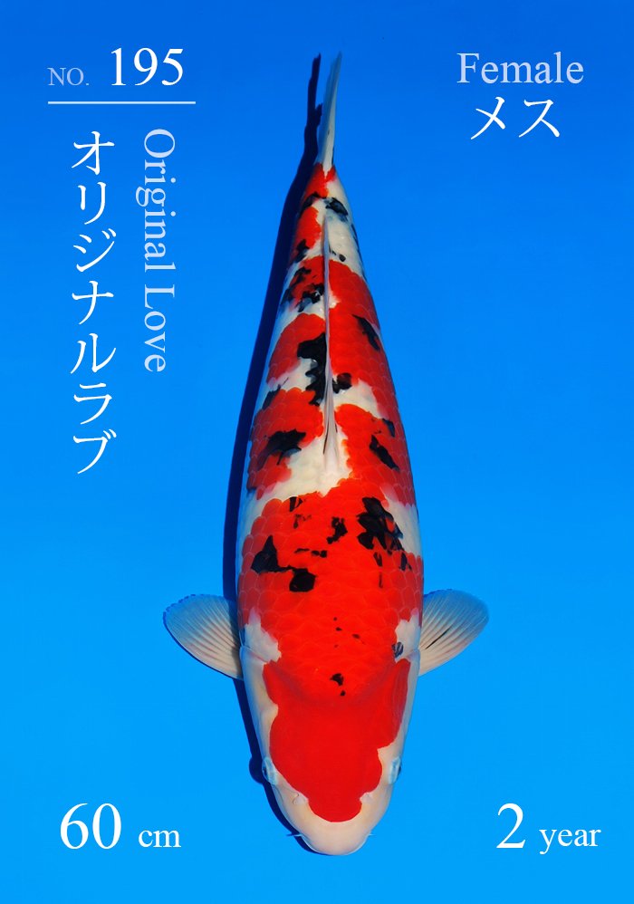 オリジナルラブ