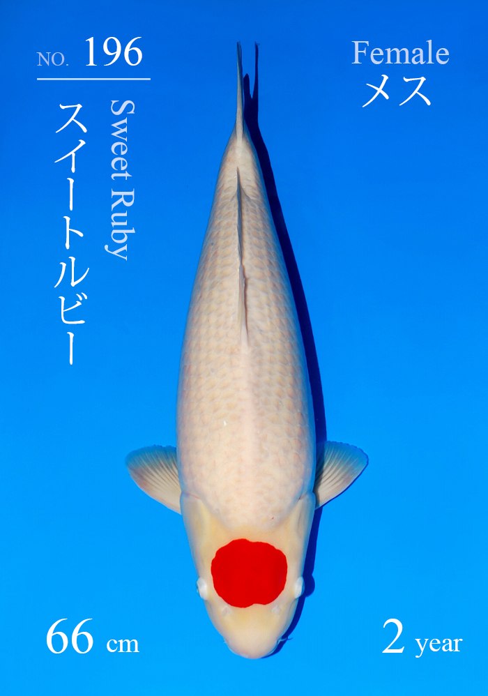 スイートルビー