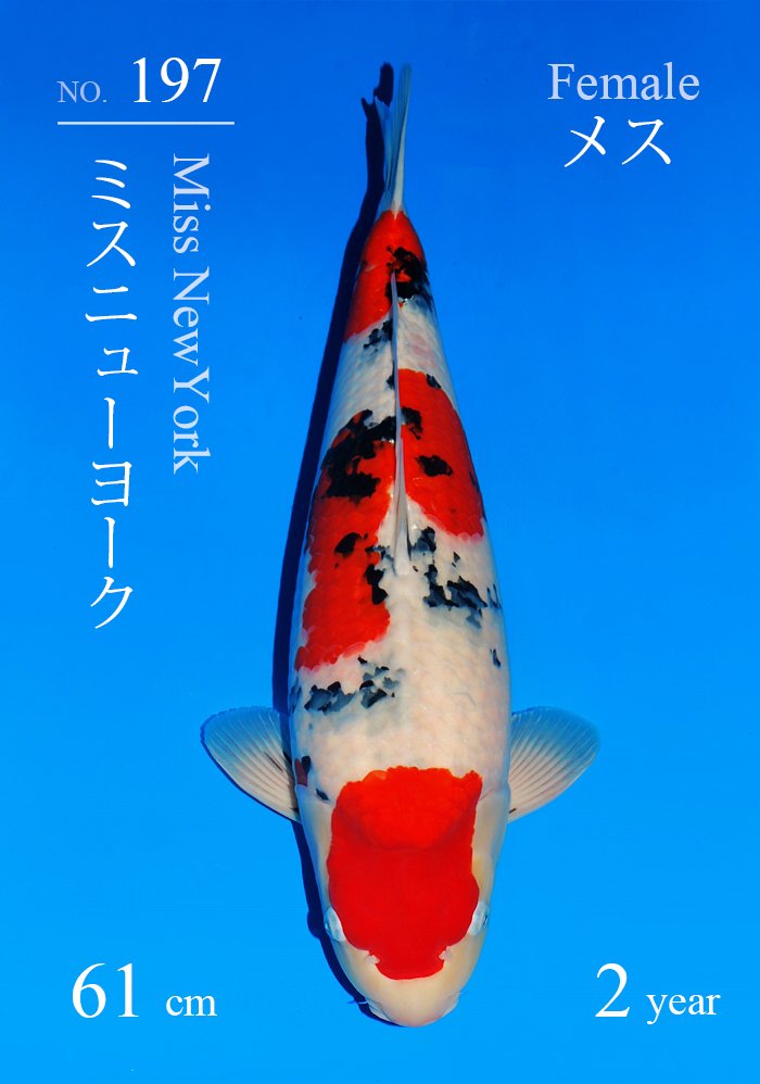 ミスニューヨーク