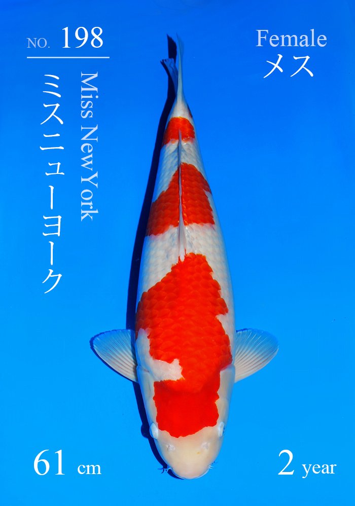 ミスニューヨーク