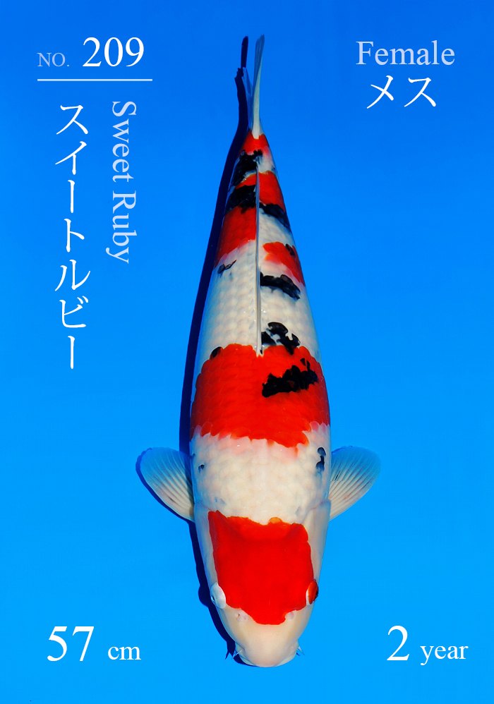 スイートルビー