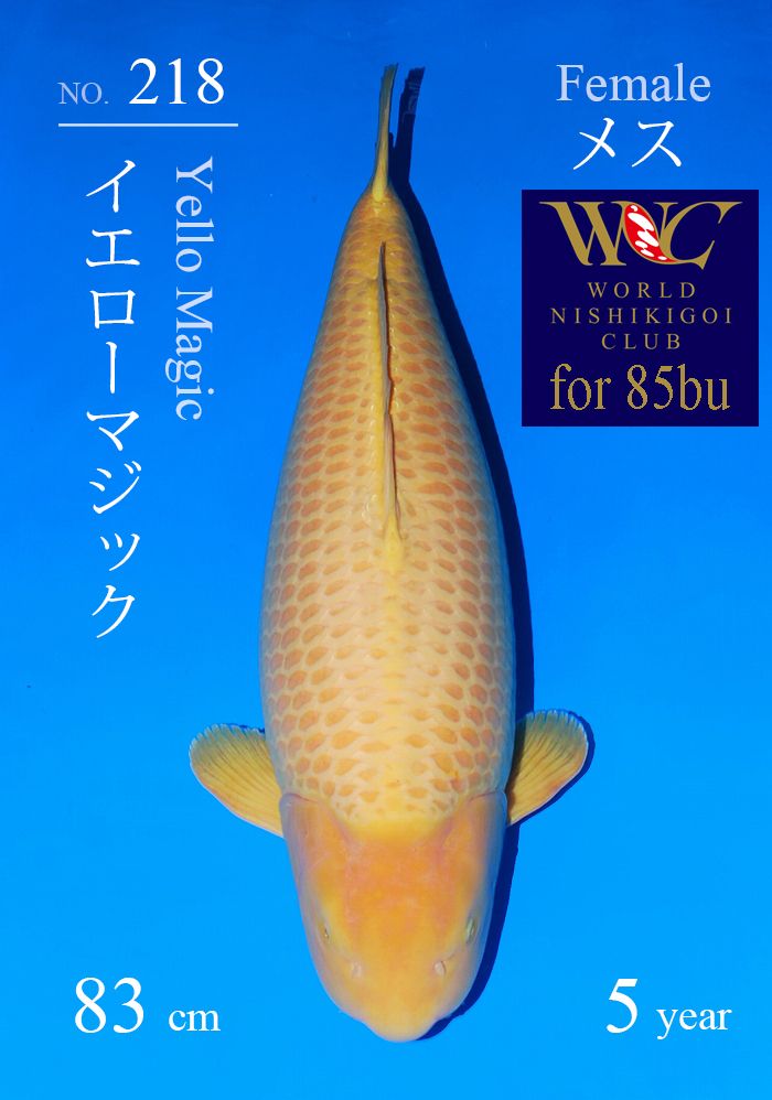 イエローマジック