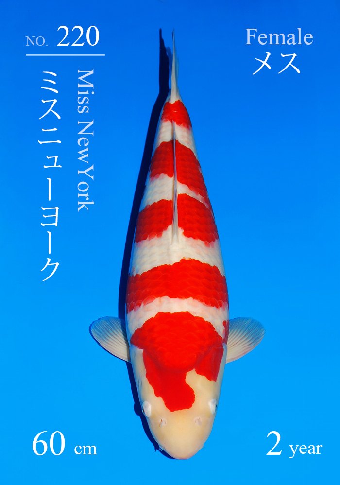 ミスニューヨーク