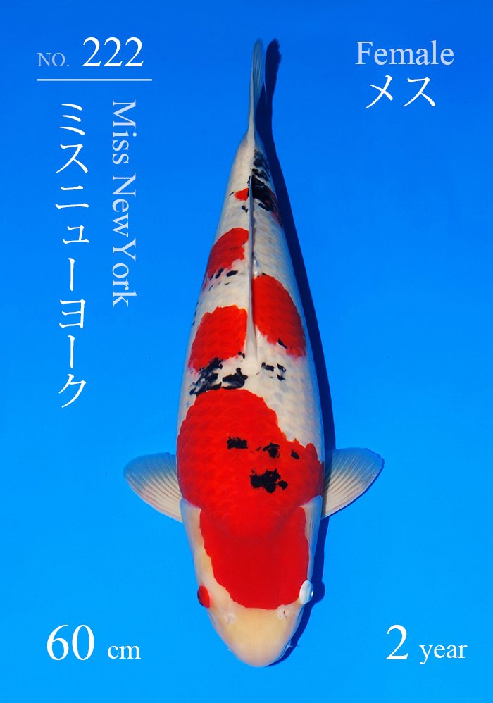 ミスニューヨーク