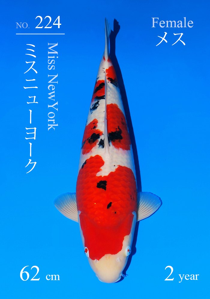 ミスニューヨーク