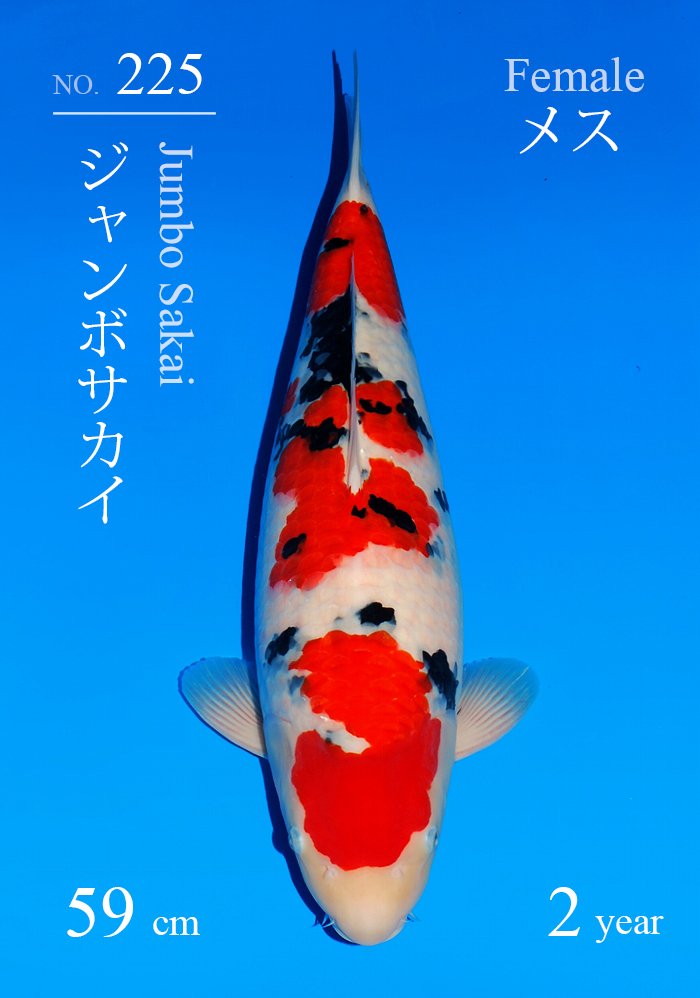 ジャンボサカイ