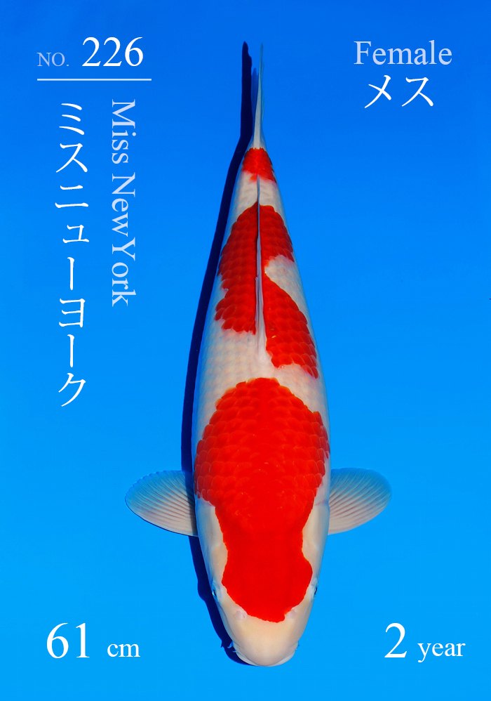 ミスニューヨーク