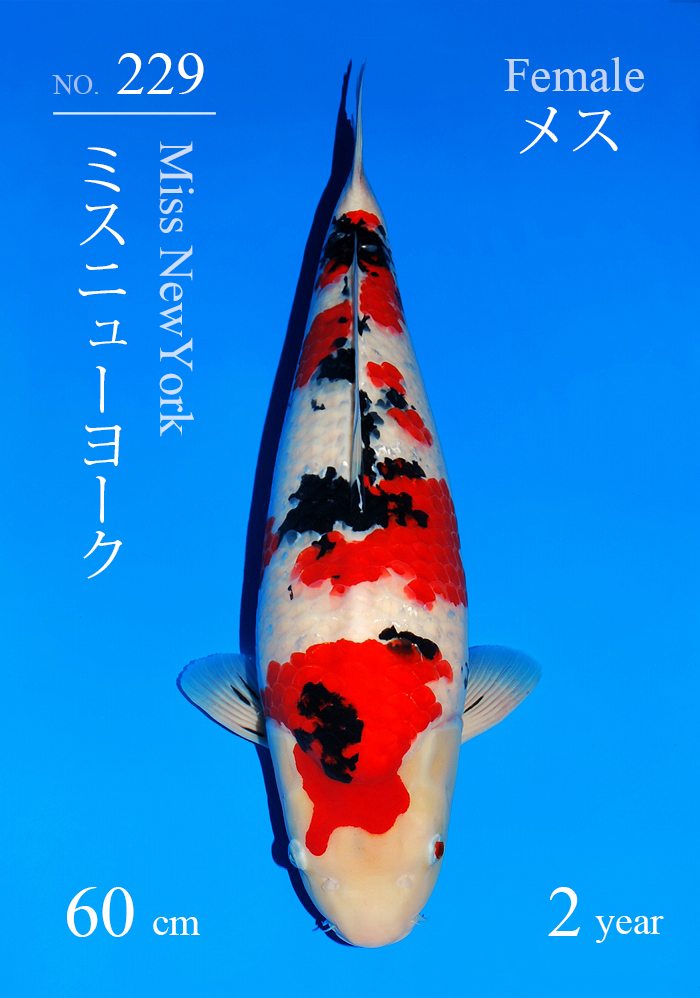 ミスニューヨーク