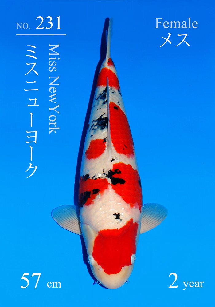 ミスニューヨーク