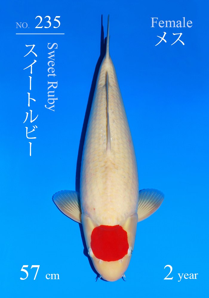 スイートルビー