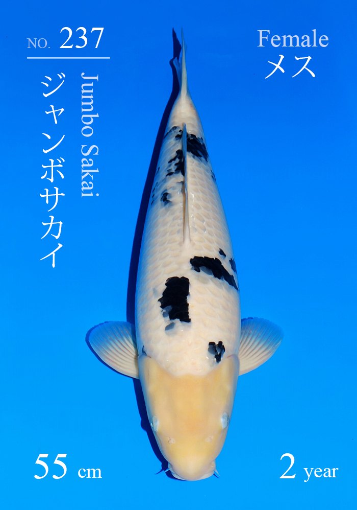 ジャンボサカイ