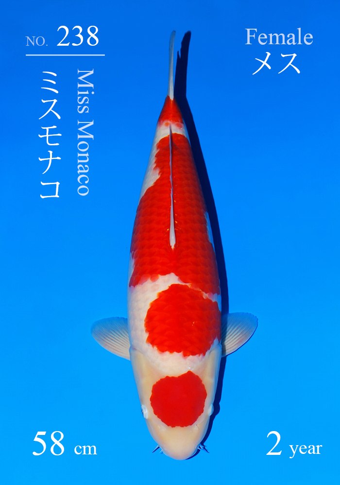 ミスニューヨーク