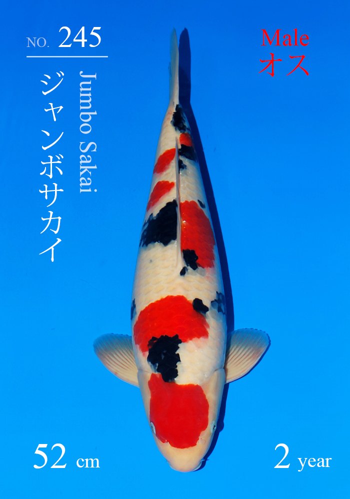 ジャンボサカイ