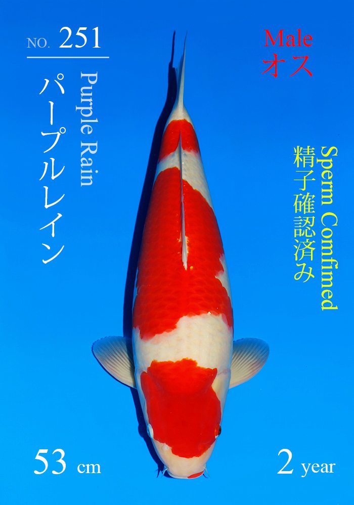 パープルレイン