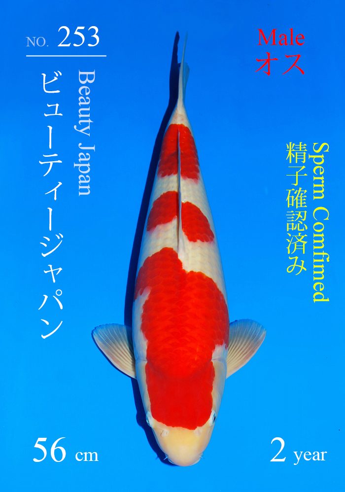 ビューティージャパン