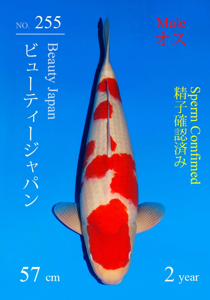 ビューティージャパン