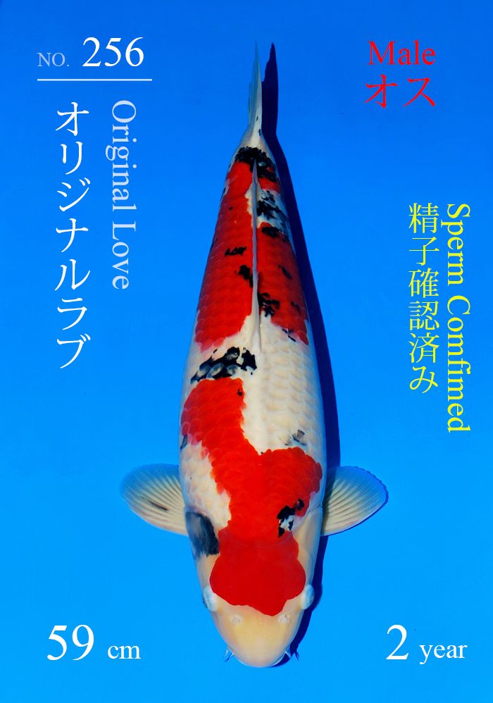 オリジナルラブ