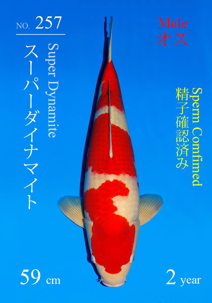 スーパーダイナマイト