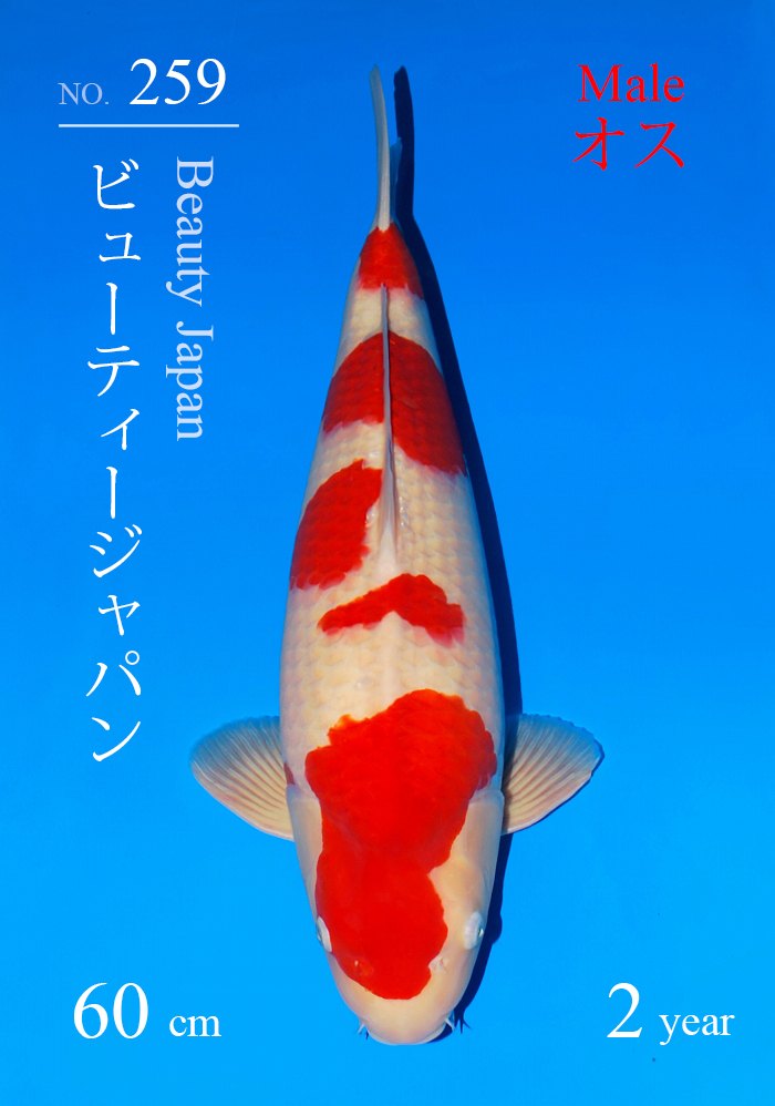 ビューティージャパン