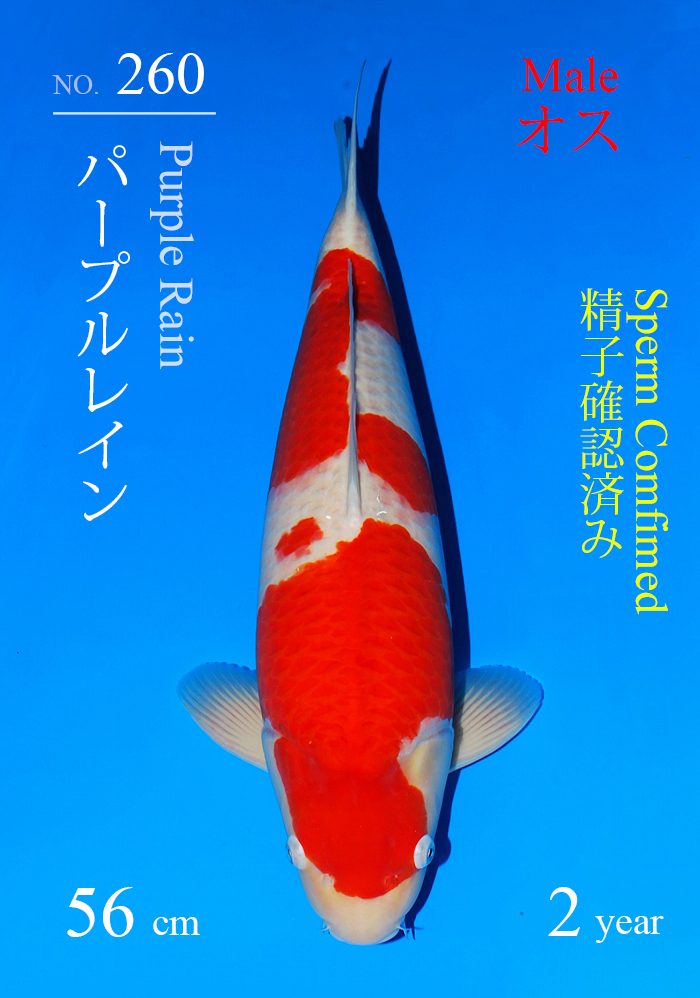 パープルレイン