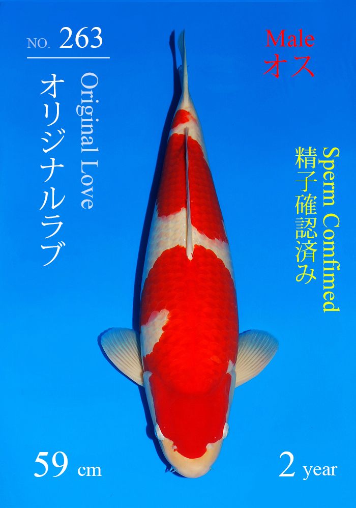 オリジナルラブ