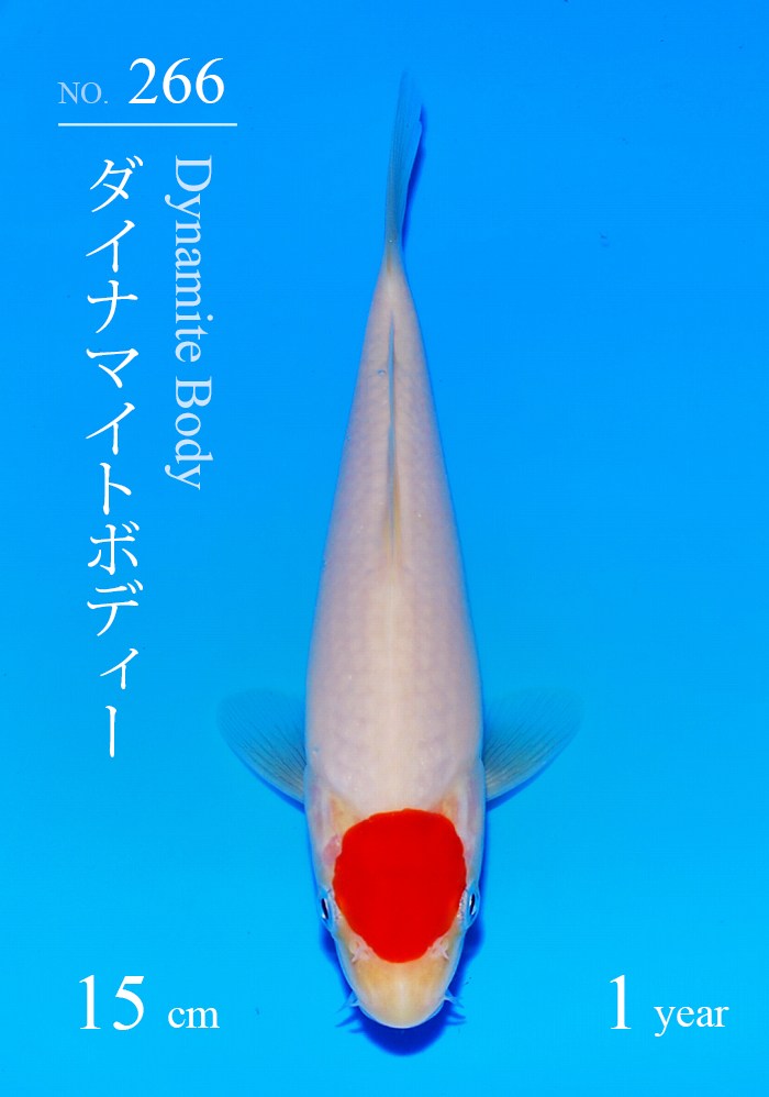 ダイナマイトボディー