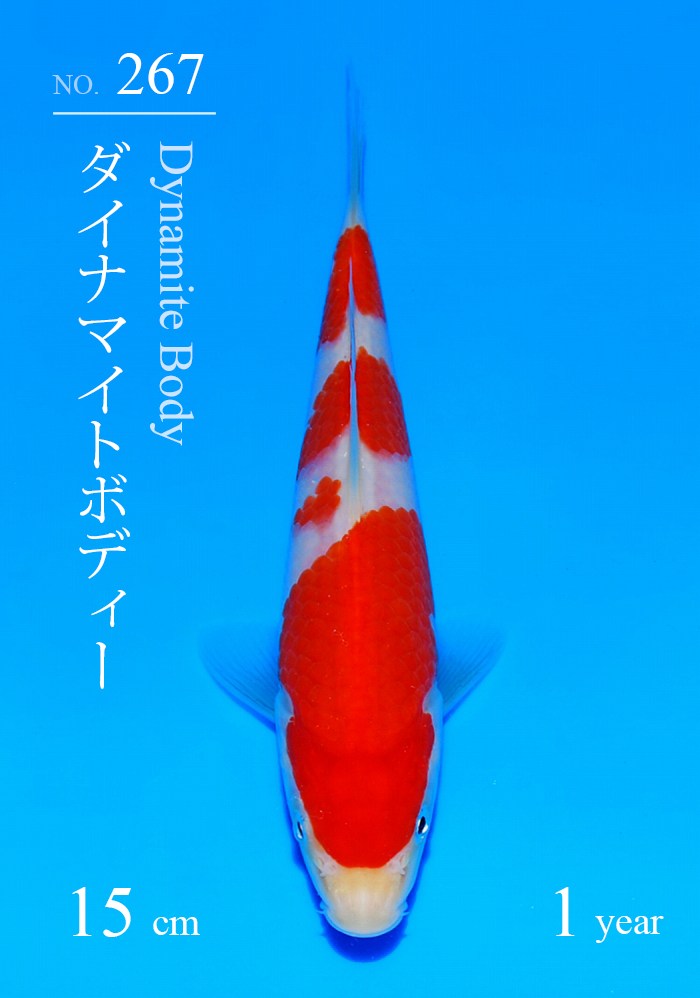 ダイナマイトボディー