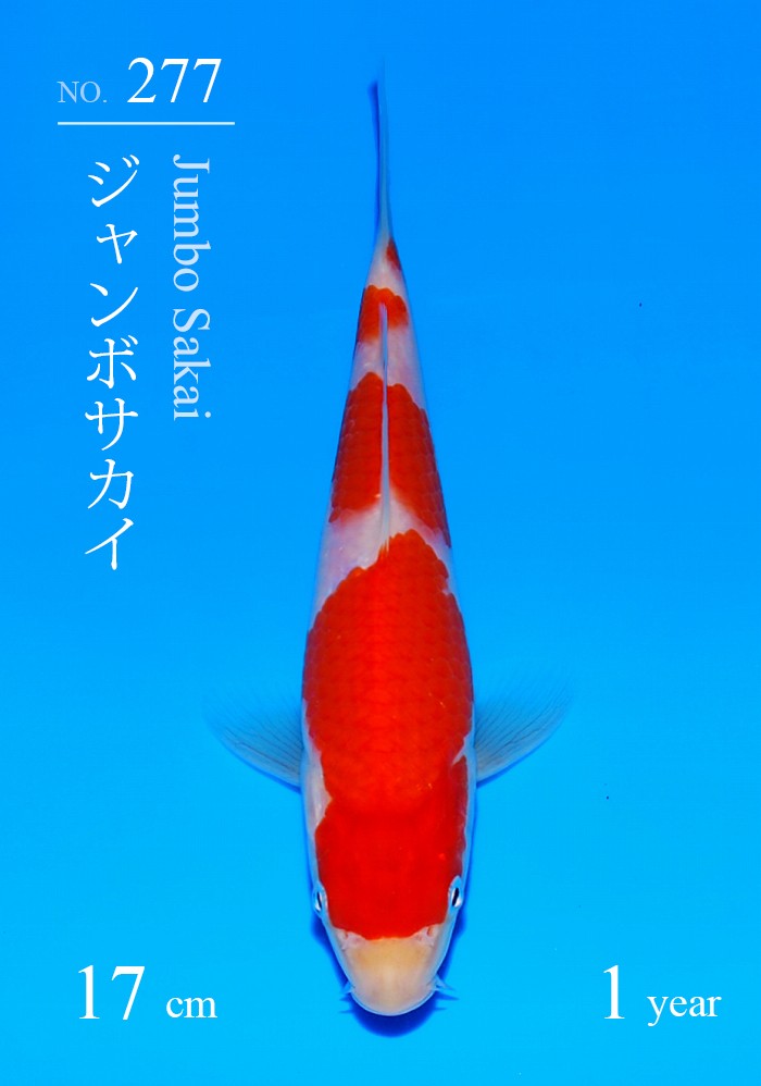 ジャンボサカイ