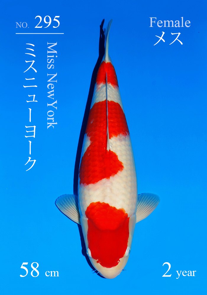 ミスニューヨーク