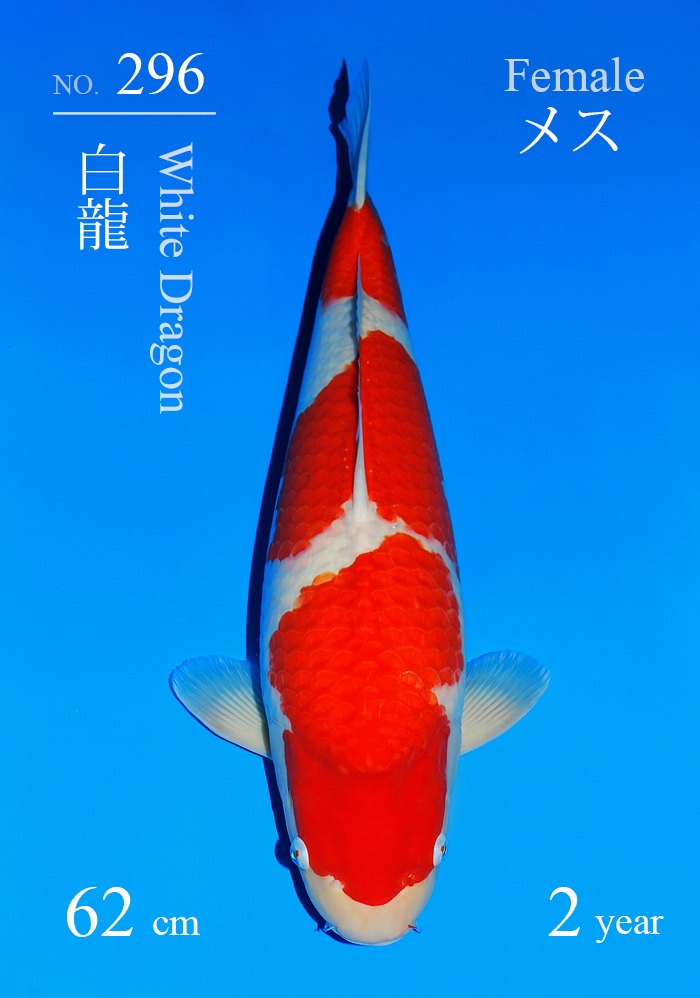 白龍