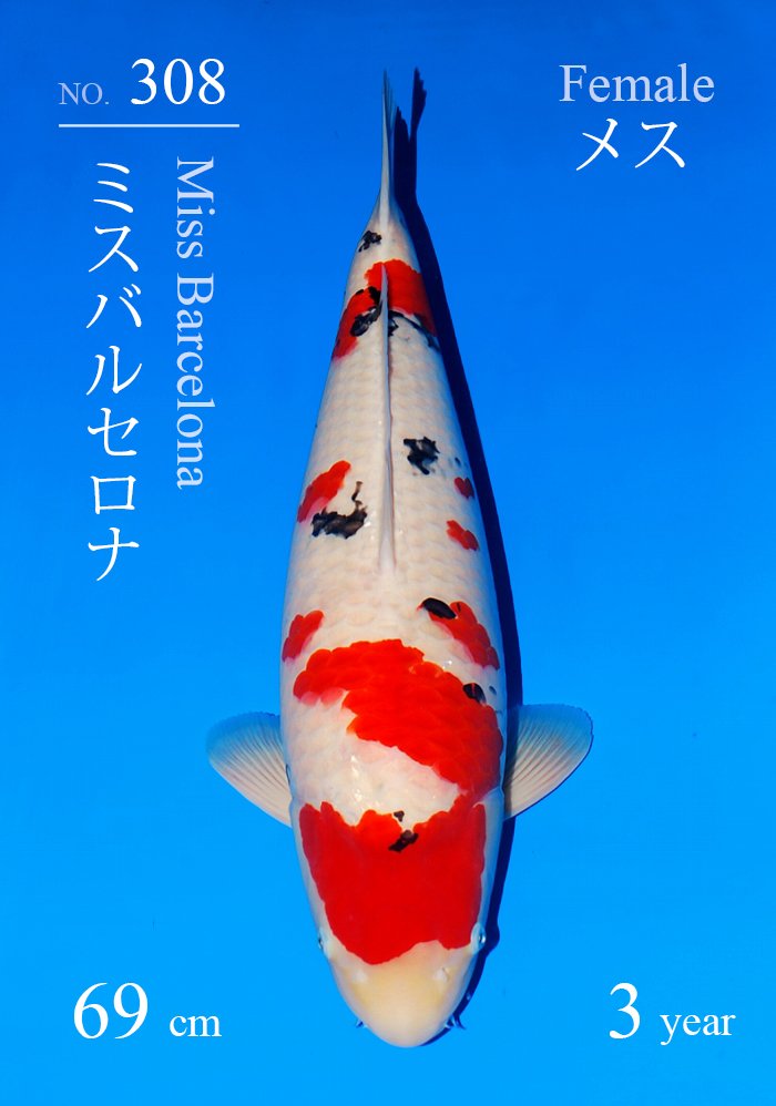 ミスバルセロナ