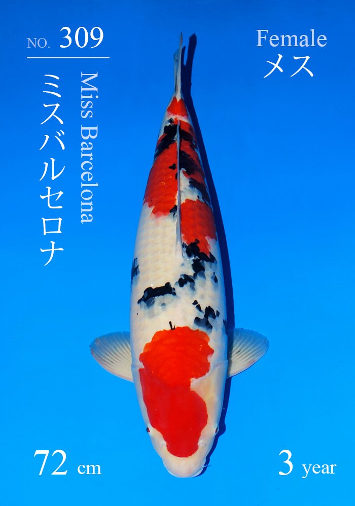 ミスバルセロナ