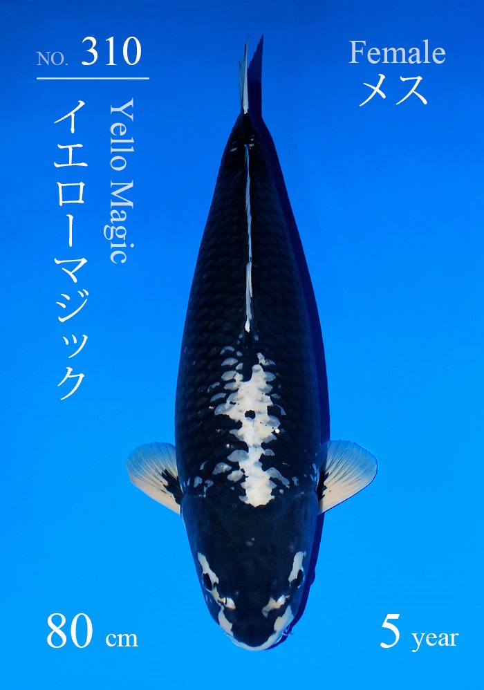 イエローマジック