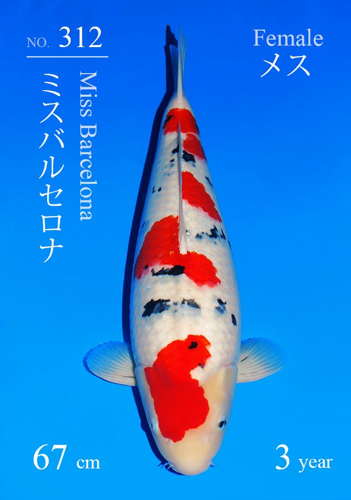 ミスバルセロナ