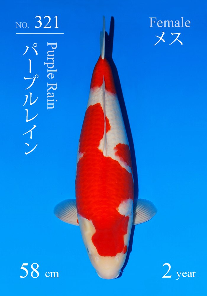 パープルレイン