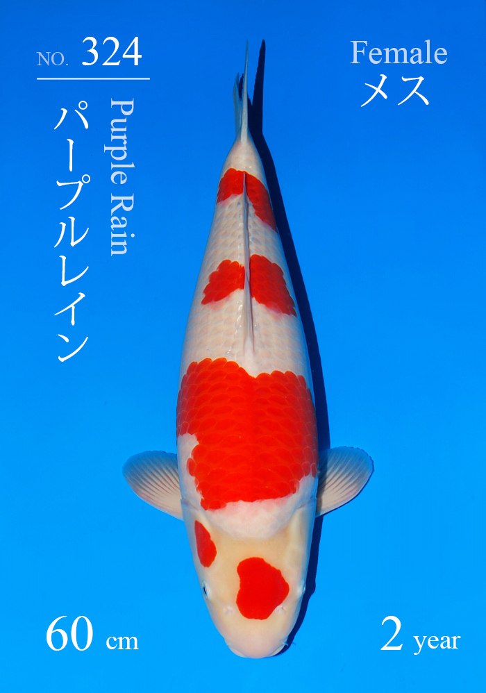 パープルレイン