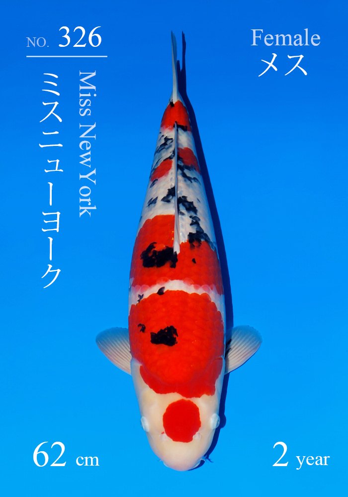 ミスニューヨーク