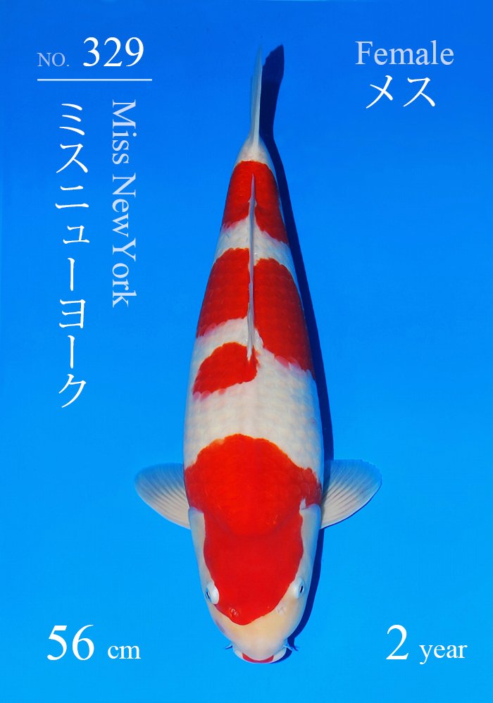 ミスニューヨーク