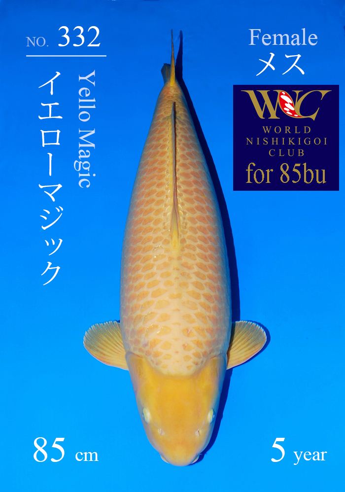 イエローマジック