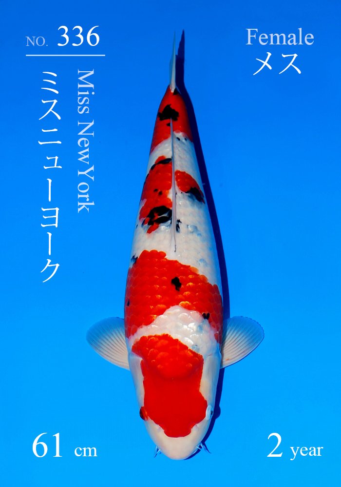 ミスニューヨーク