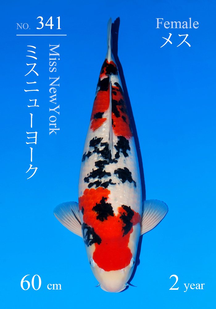 ミスニューヨーク