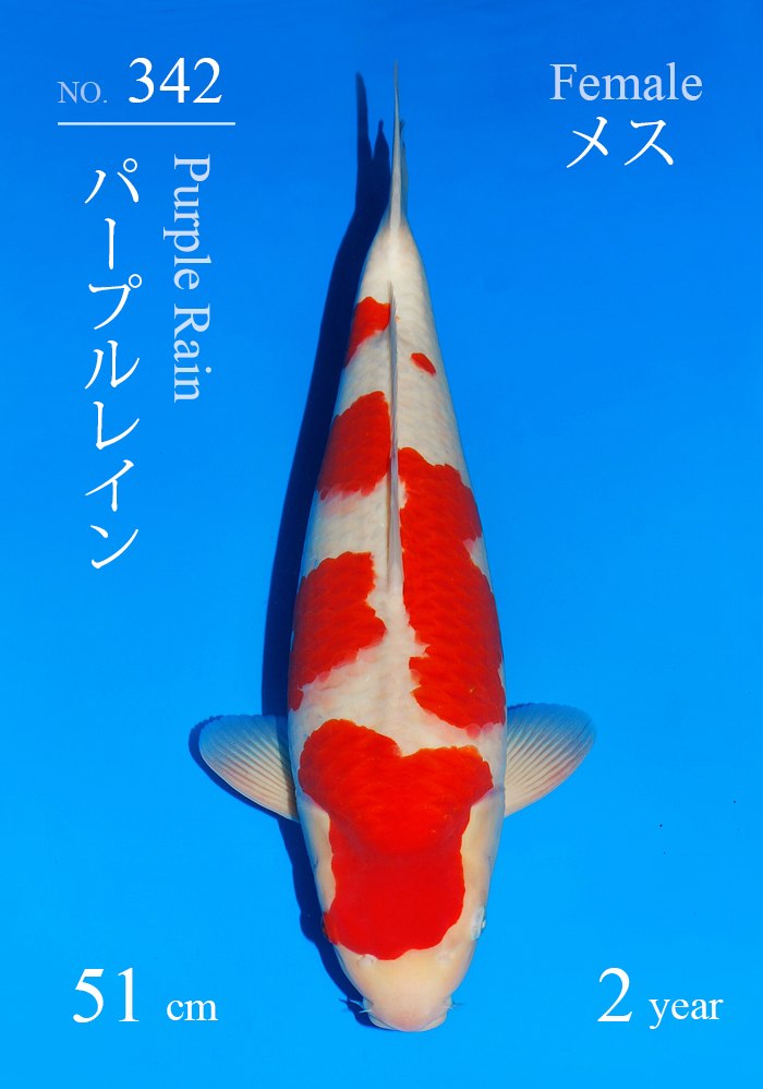 パープルレイン