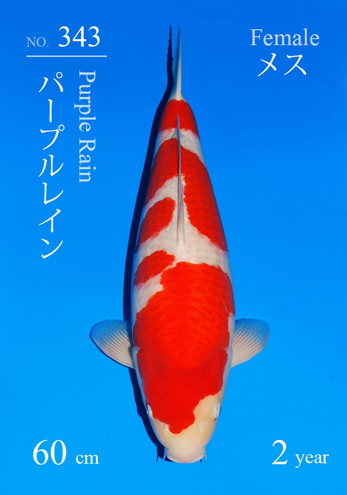 パープルレイン