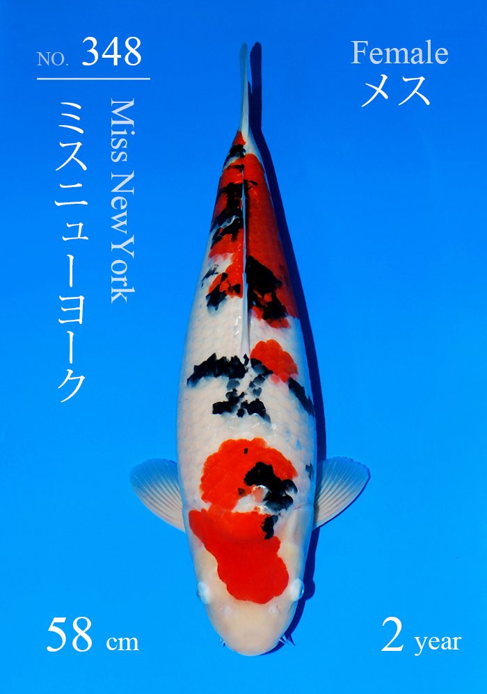 ミスニューヨーク