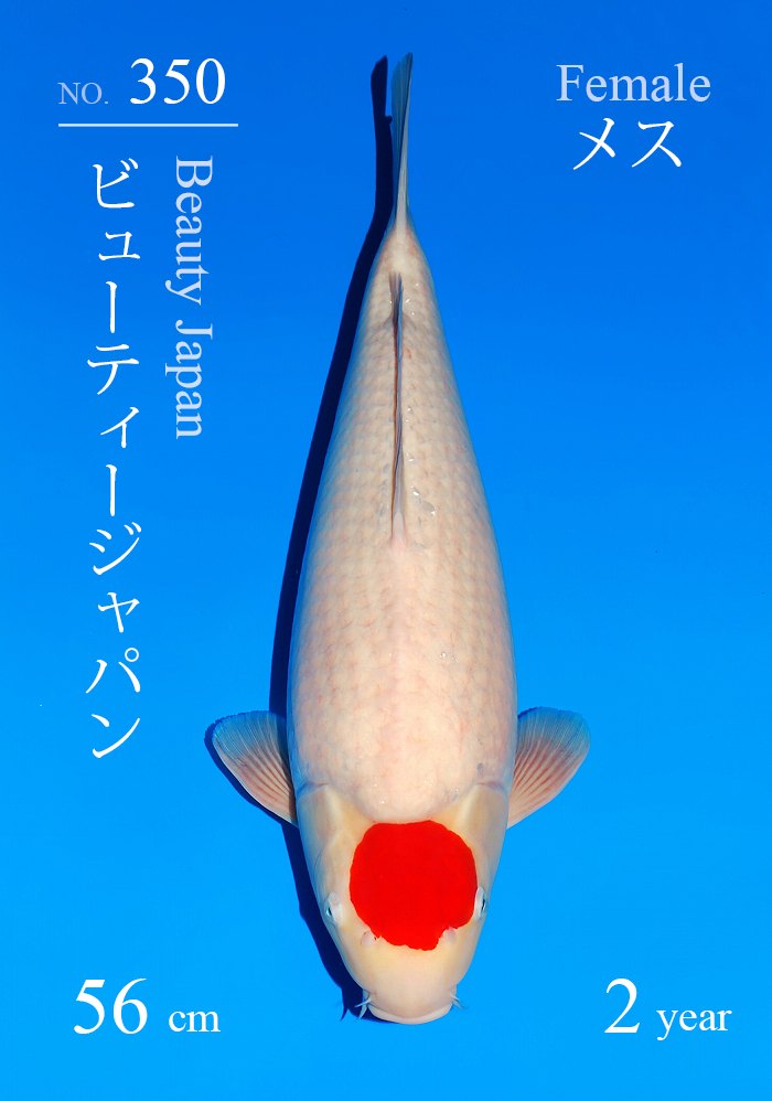 ビューティージャパン