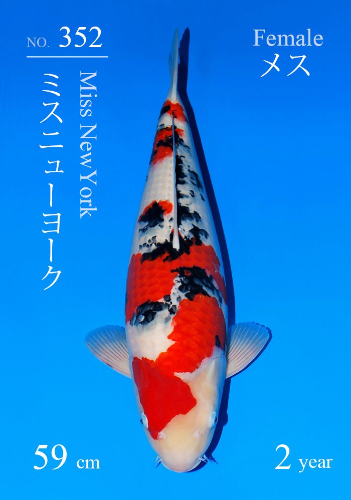 ミスニューヨーク