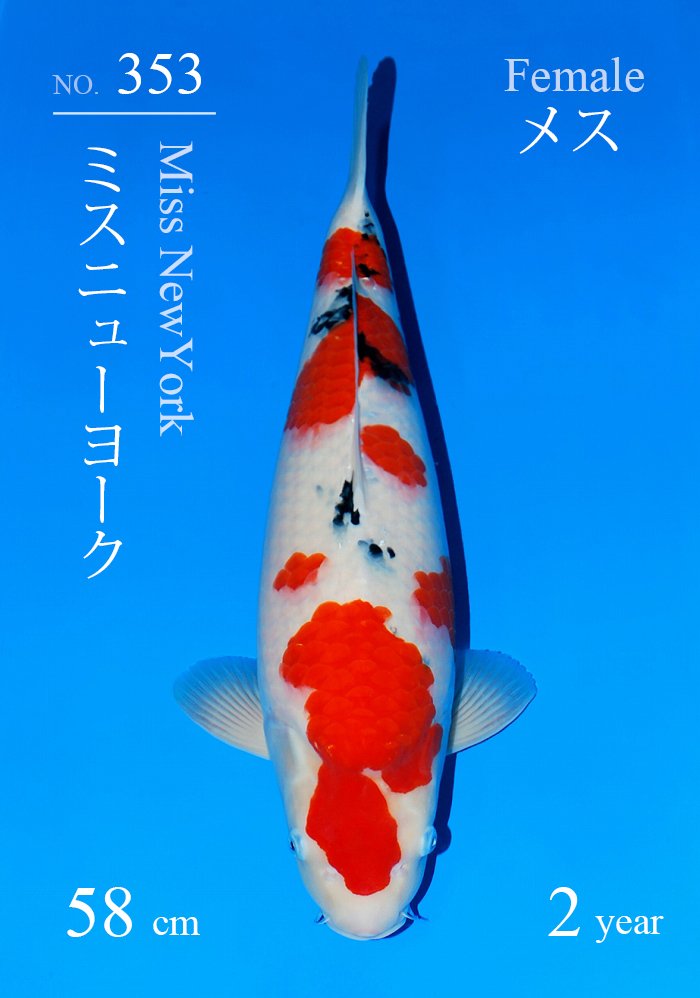 ミスニューヨーク