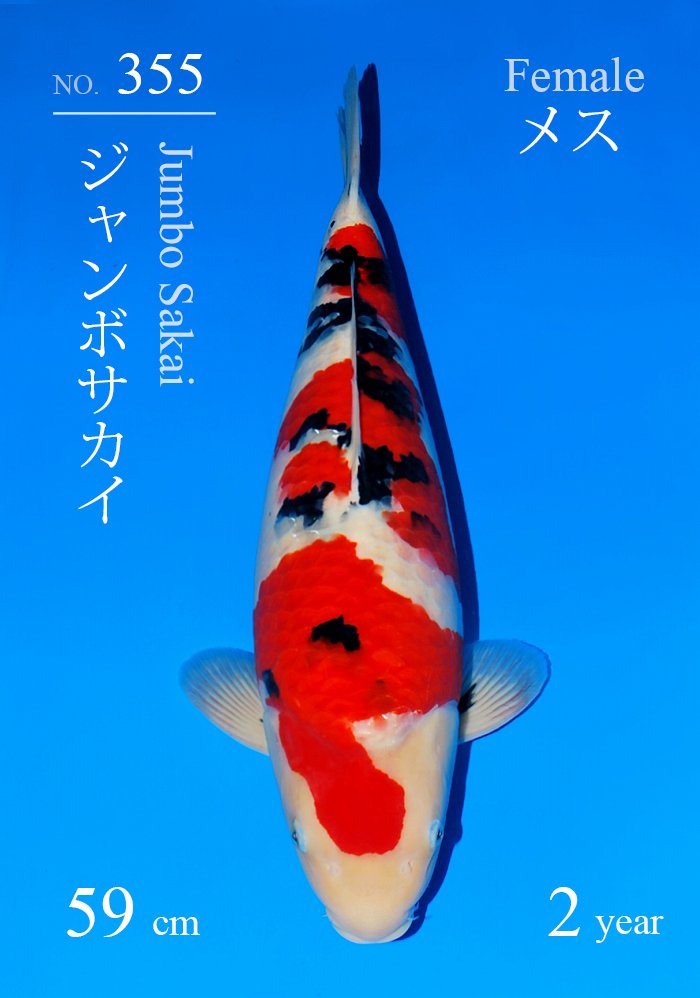 ジャンボサカイ