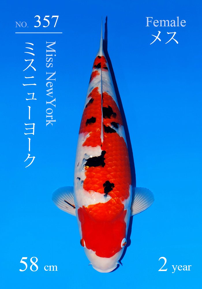 ミスニューヨーク