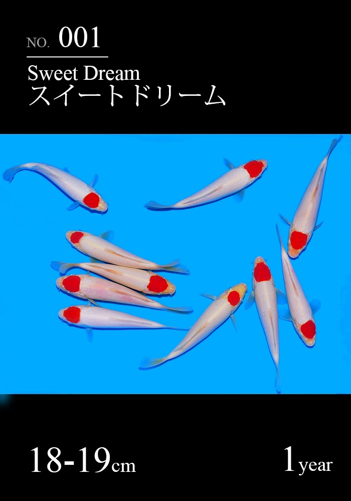 スイートドリーム